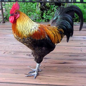 Nice, clean cock.