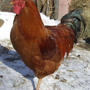 Another reddish brown cock.