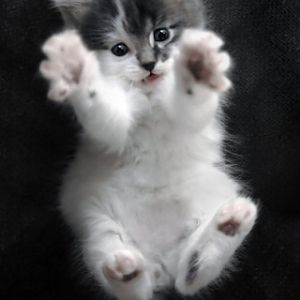 DO WANT