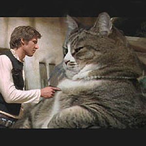 Jabba the Cat