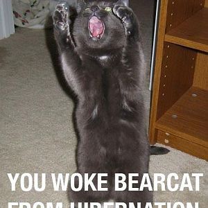 Don't wake the Bearcat!