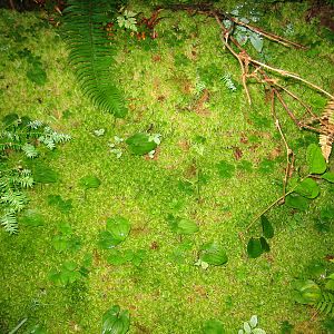 Nature__s_Carpet_by_Craig_M