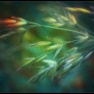 Wayside_Finds_074_by_rav777