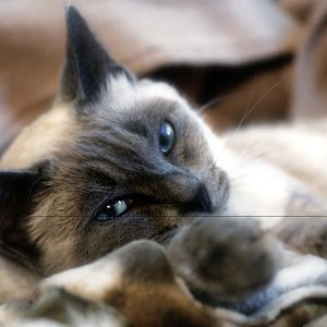Blue_Point_Beauty_by_Paranoid_Duckkie