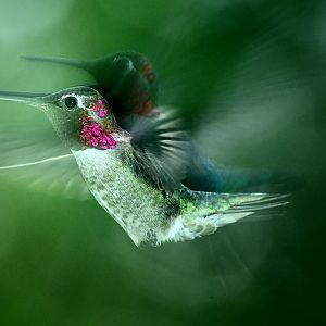 dance of flight   WP by DigiPainteR