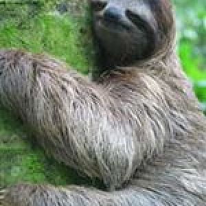 My last sloth picure. or is it?