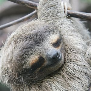 My favorit sloth picure!!! i still love slots!!!!!