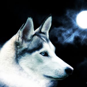 wolf wallpaper by Tigrshark