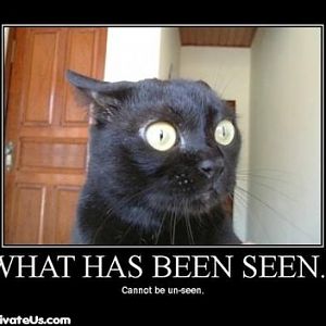 cat kitty seen demotivational posters