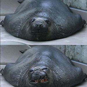 lawl funny seal ^_^