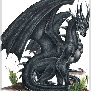black dragon