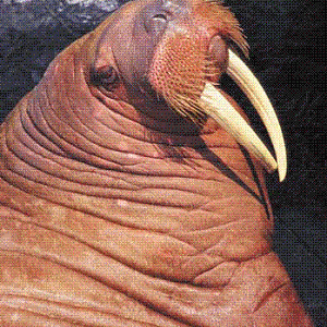 Walrus