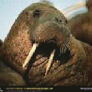 Walrus2