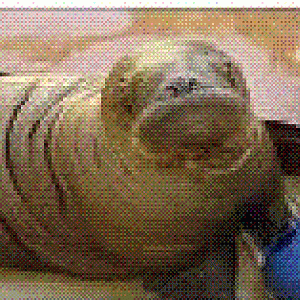 Nereus the baby walrus