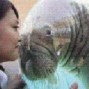 Cute walrus