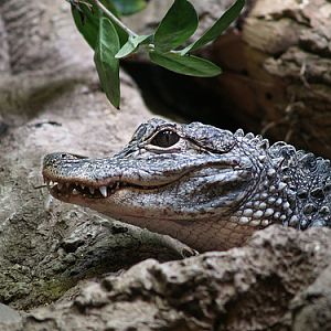 Aligator
