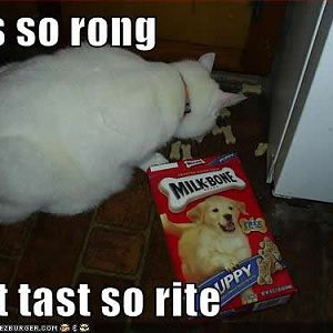 Dog Food Kitty