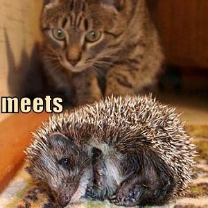 Pwned Cat