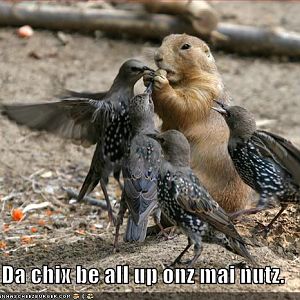 Squirrel n Nuts