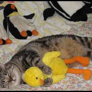 sleeping cat