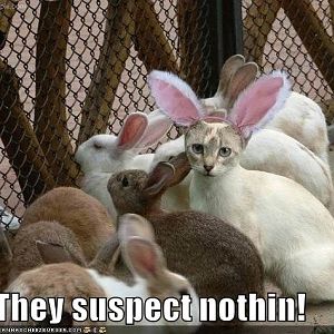 Rabbit Cat