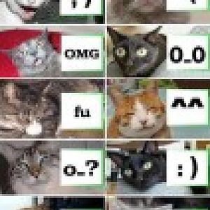 catsown.thumb