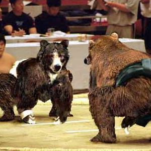 animalolympicscrazy08lj8