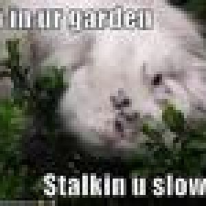 Garden Stalking
