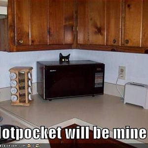 funny pictures basement cat wants your hotpocket