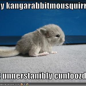 funny pictures baby kangarabbitmousquirrel