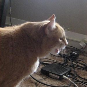funny pictures cat cable modem