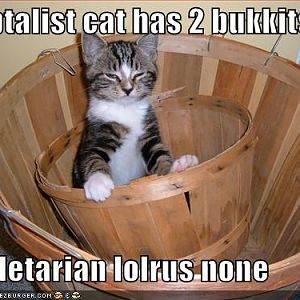 funny pictures capitalist cat has two buckets