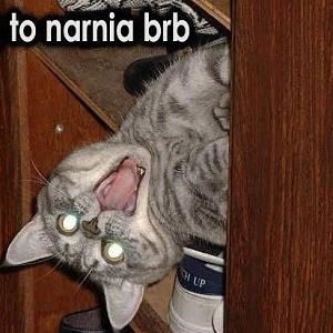 Narnia Cat