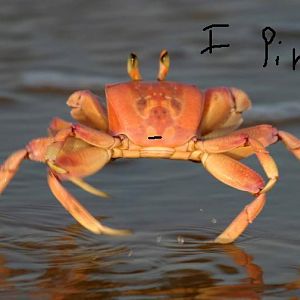 CRAB!