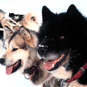 Husky, my favourite breed