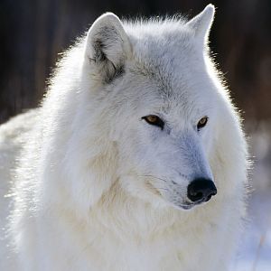 Another White Wolf