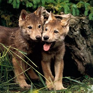 Wolf puppies, sooooo cute <3