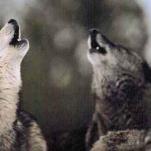 More Wolves