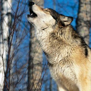 Wolf