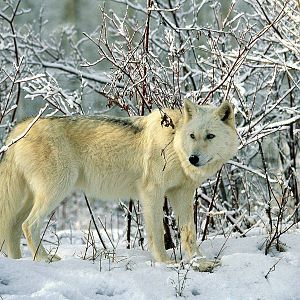 ...And a White Wolf