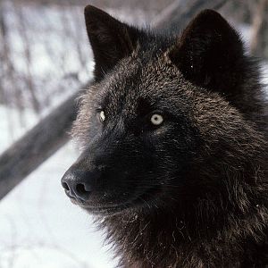 A Black Wolf...