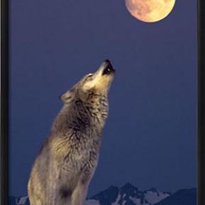 Wolf Howling at the moon