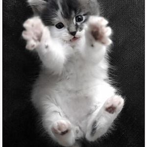 Aww