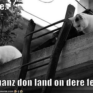 Cruel cat Jokes