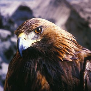 Wolves may be cute, but eagles are just cool