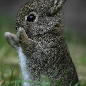 Cute bunneh