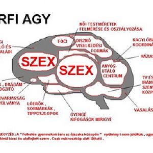 Male brain