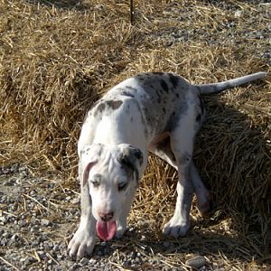 My Dog (As 1 month) Grand Danois