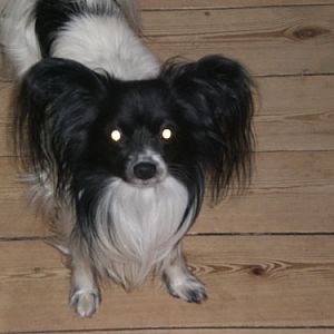 My Other dog (6 years) Pavilion