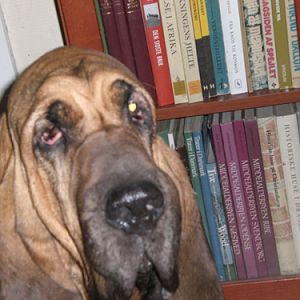 My old Dog (Ten years - Dead) Bloodhound